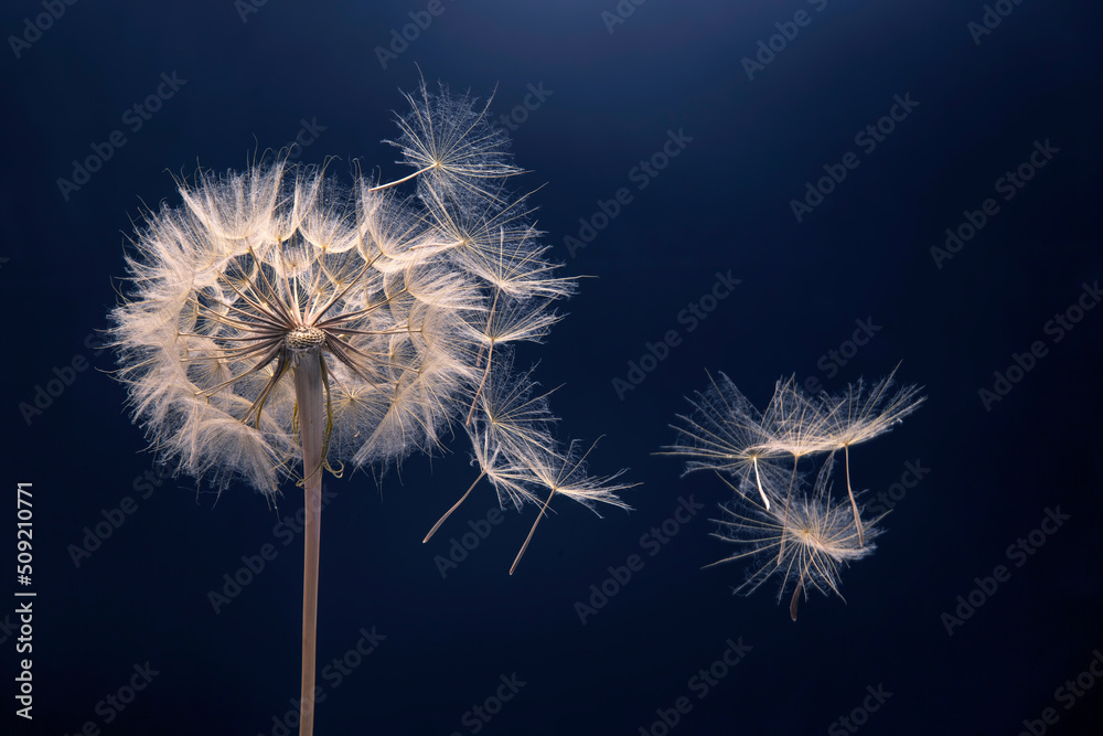 Fototapeta premium dandelion seeds fly from a flower on a dark background. botany and bloom growth propagation