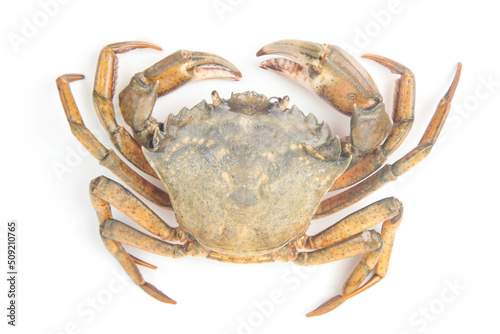 Yellow sea crab on a white background.