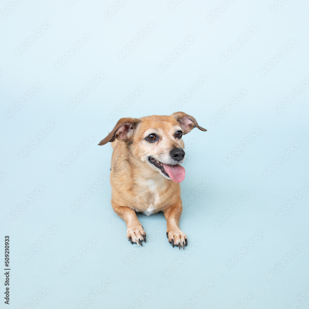Dog on Blue Background Dog on Blue Background