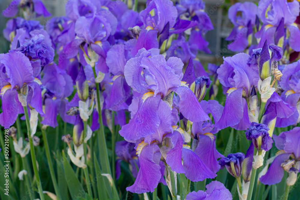purple japanese iris flowers in a meadow