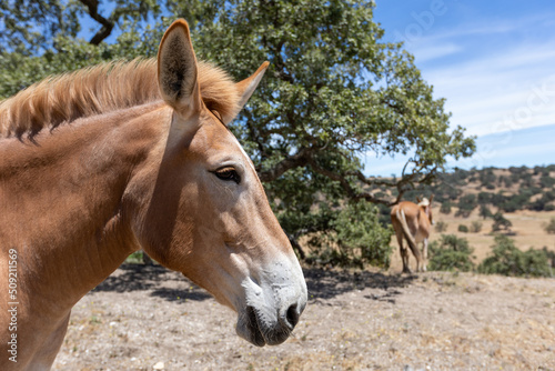 Side Angle of a Mule Face, Close up of Mule Head
