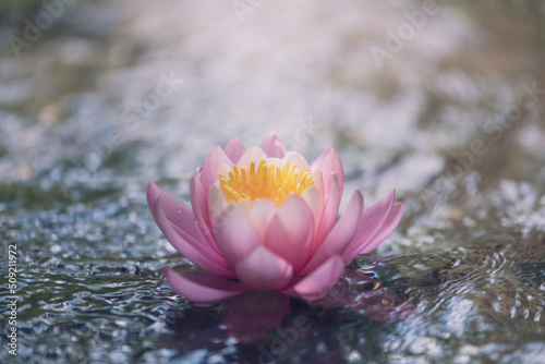 pink water lily or lotus flower with yellow heart on water