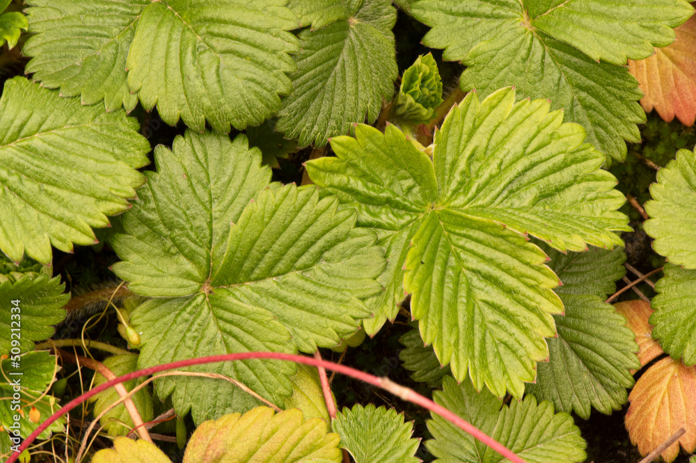 Fragaria vesca wild strawberry, creeping plant with intense green leaves and marked nerves, red fruits with small prominences where the seeds are lodged Fragaria vesca wild strawberry, creeping plant with intense green leaves and marked nerves, red fruits with small prominences where the seeds are lodged