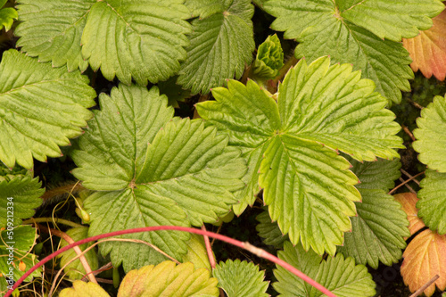 Fragaria vesca wild strawberry, creeping plant with intense green leaves and marked nerves, red fruits with small prominences where the seeds are lodged