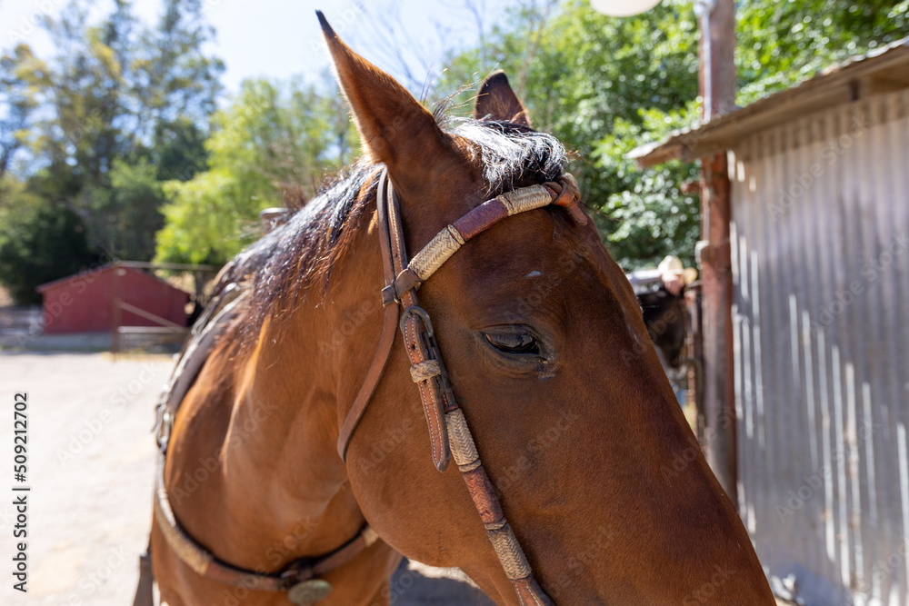 Fototapeta premium Western Horse Reins