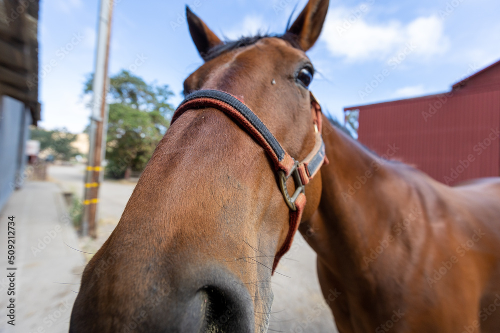 Obraz premium Horse Nose Close Up
