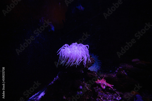 Photo sea anemone under water
