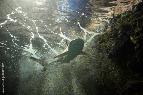 Photo sea fish shark under water