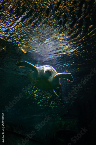 Photo of a turtle in an sea under water