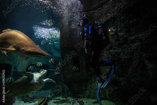 Photo scuba diver under water