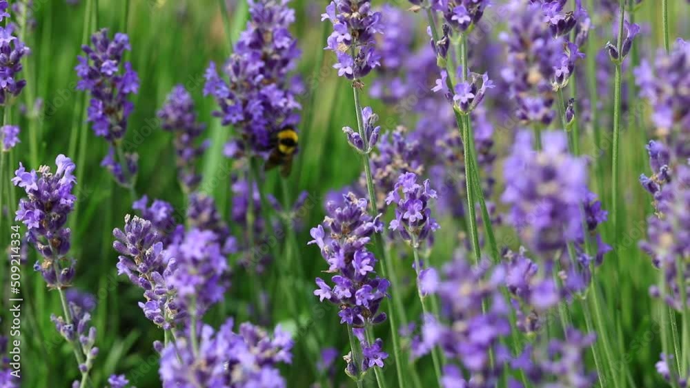 Bumblebee flies and sucking nectar from fragrant Lavender flowers in spring Bumblebee flies and sucking nectar from fragrant Lavender flowers in spring