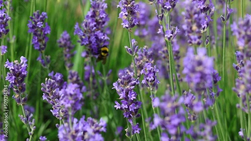 Bumblebee flies and sucking nectar from fragrant Lavender flowers in spring photo