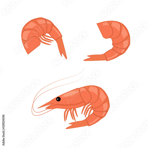 Bright seafood illustration isolated on white. fresh cartoon shrimp