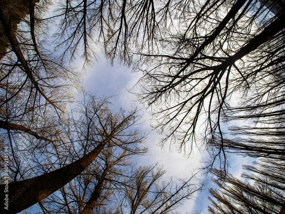 Siluetas de ramas en el bosque Stock Photo | Adobe Stock