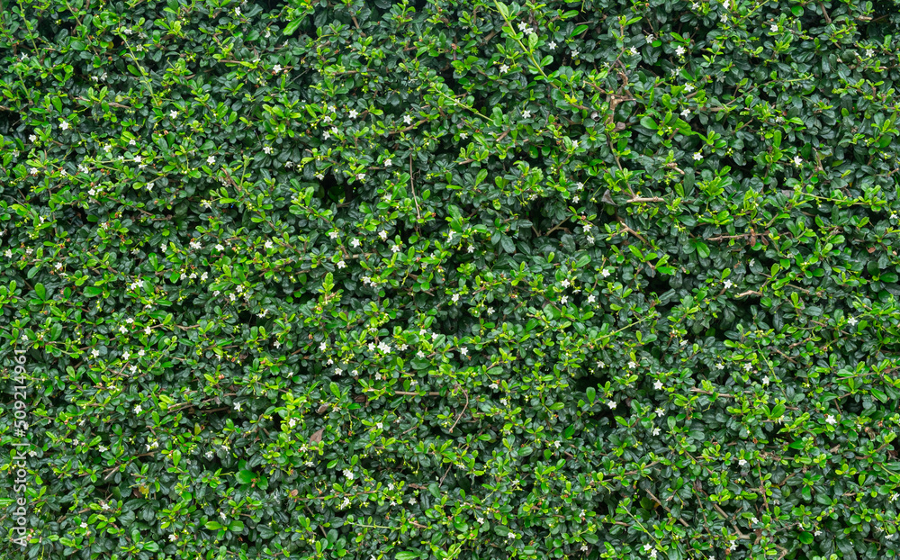 Green leaves background Green leaves background