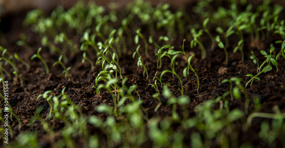 green seedlings green seedlings