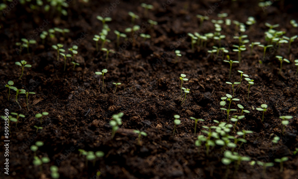 green seedlings green seedlings