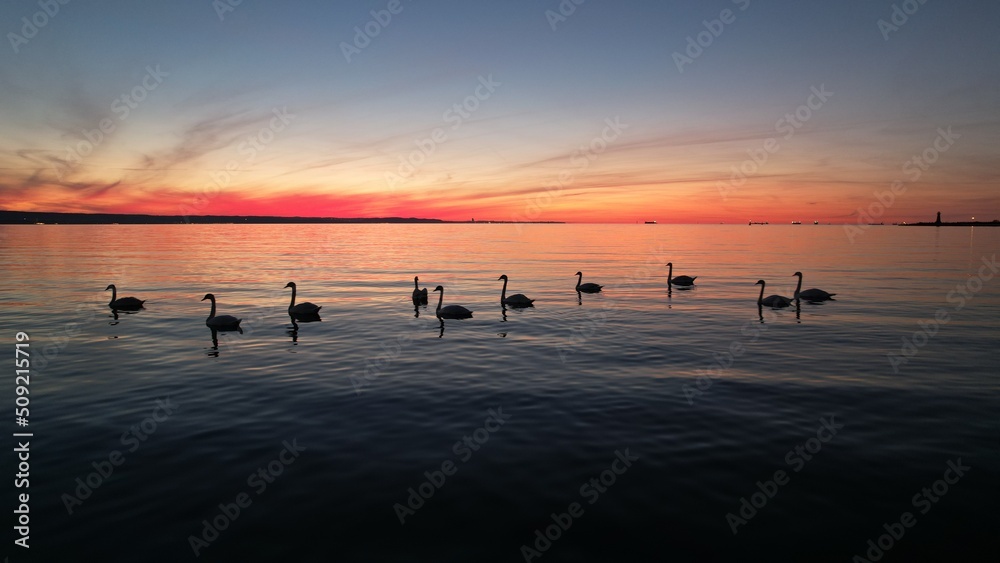 Sunset on the Baltic Sea with a beautiful flock of swans. Fiery sunset.