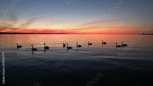 Sunset on the Baltic Sea with a beautiful flock of swans. Fiery sunset. © Dzianis