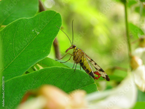 Mecoptera close up macro insect © Sabriel Smut