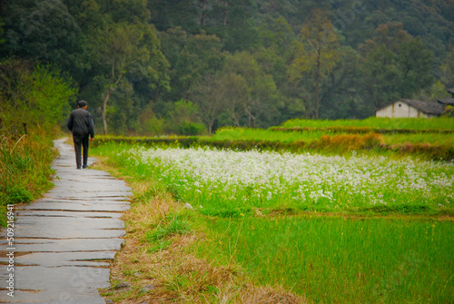 Man walking on path in the Wuyuan Country Side in China © Terri