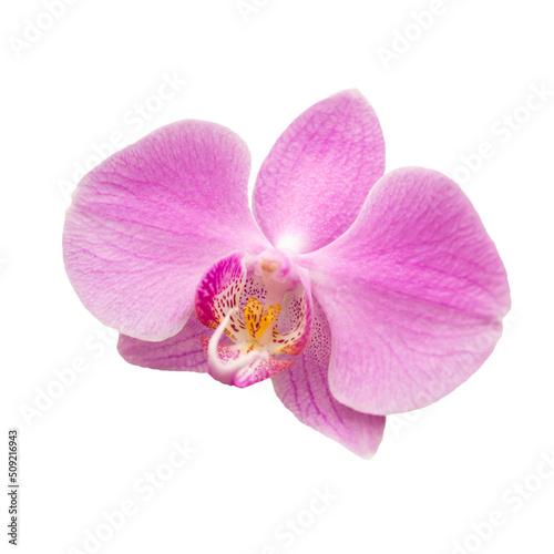 pink orchid flower isolated on white background