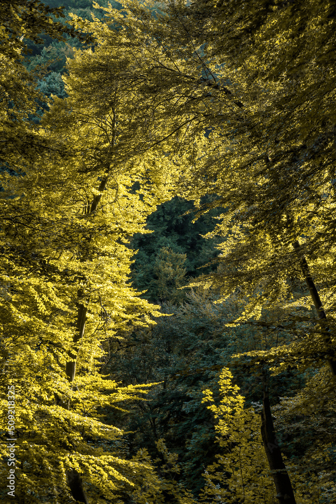 Obraz premium background