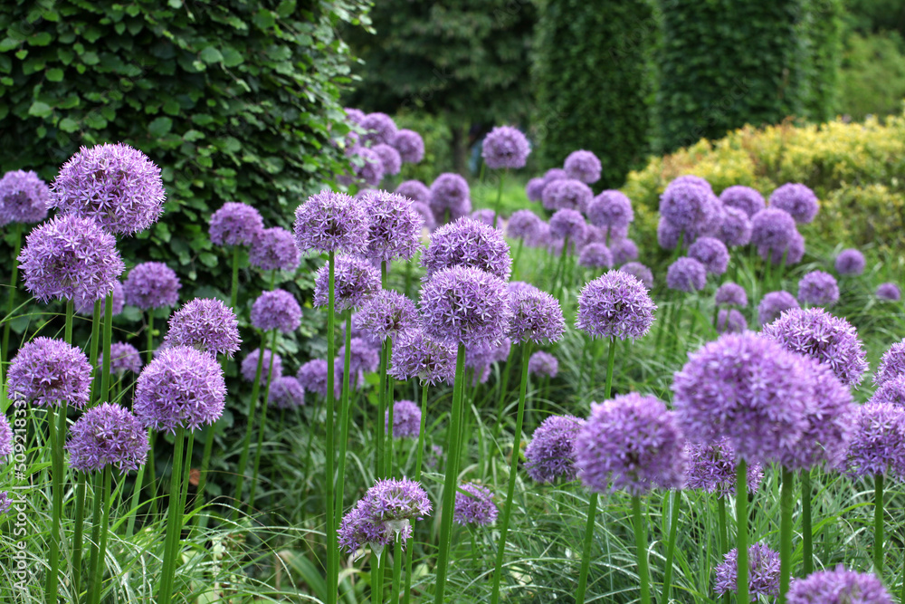 Obraz premium Purple allium 'Globemaster' in flower