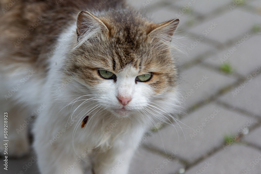 Cute white and gray cat with green eyes walking on the street. Stray animal.