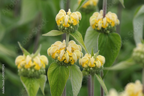 Phlomis russeliana, Turkish sage in flower. photo