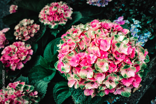 pink hydrangea flowers