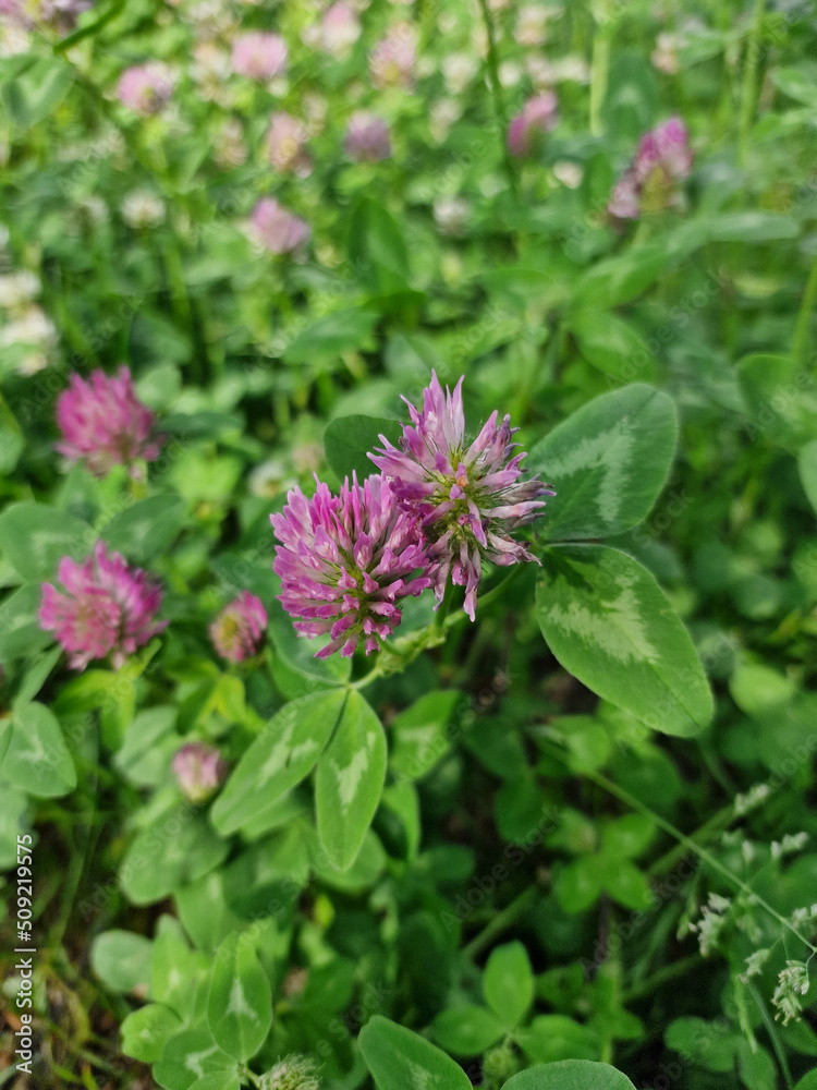 Close-up of beautiful clover flower on a sunny summer day. Close-up of beautiful clover flower on a sunny summer day.