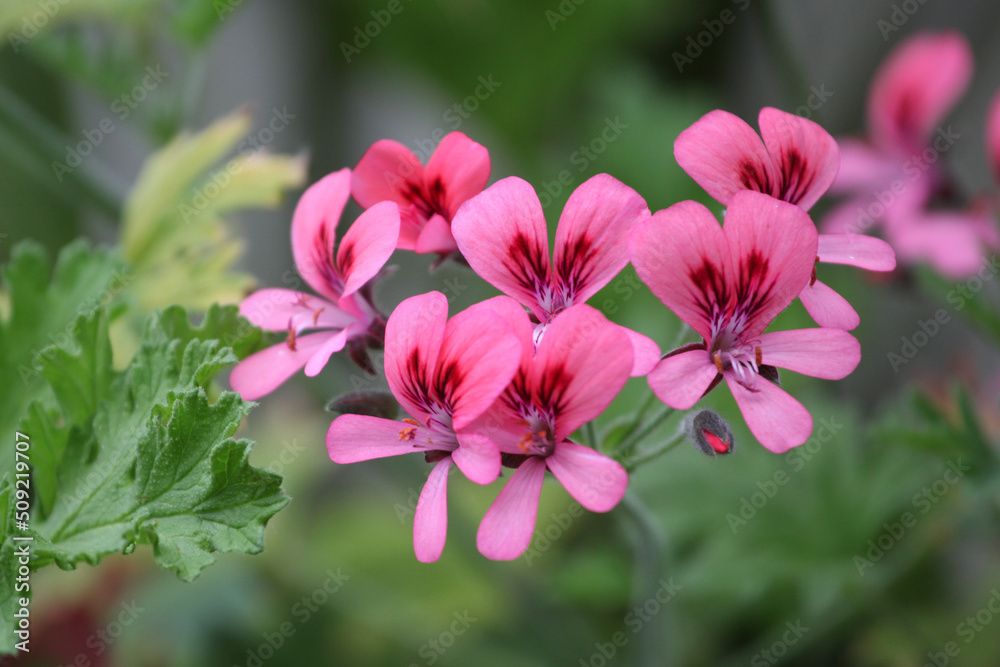 Pretty pink Pelargoniums in flower Pretty pink Pelargoniums in flower