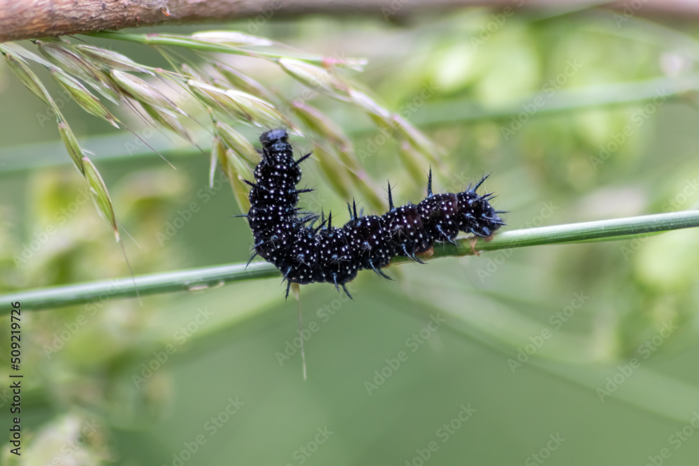 Big black caterpillar with white dots, black tentacles and orange feet is the beautiful large larva of the peacock butterfly eating leafs and grass before mutation into a butterfly via metamorphosis Big black caterpillar with white dots, black tentacles and orange feet is the beautiful large larva of the peacock butterfly eating leafs and grass before mutation into a butterfly via metamorphosis
