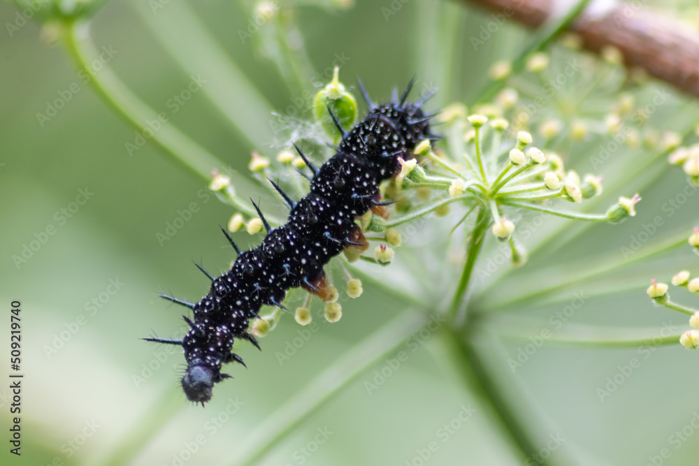 Big black caterpillar with white dots, black tentacles and orange feet is the beautiful large larva of the peacock butterfly eating leafs and grass before mutation into a butterfly via metamorphosis Big black caterpillar with white dots, black tentacles and orange feet is the beautiful large larva of the peacock butterfly eating leafs and grass before mutation into a butterfly via metamorphosis
