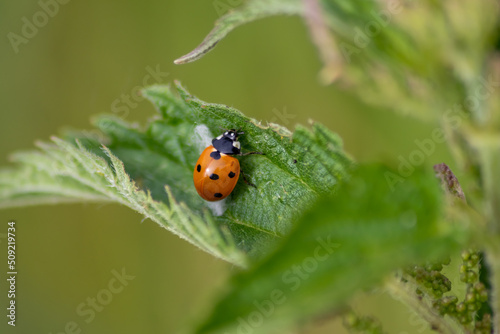 Beautiful black dotted red ladybug beetle climbing in a plant with blurred background and much copy space searching for plant louses to kill them as beneficial organism and useful animal in the garden © sunakri