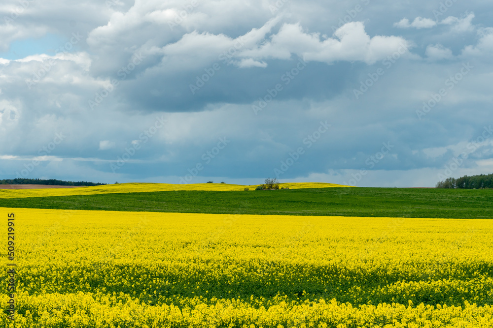 Obraz premium A beautiful flowering rapeseed field against the background of clouds. Thunderclouds in anticipation of rain hang over a blooming meadow with flowers and agricultural crops.