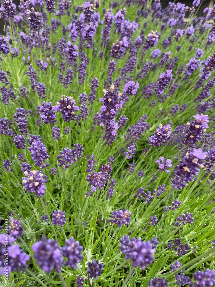 Obraz premium Blumen