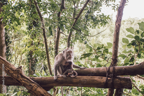 breast feeding monkey