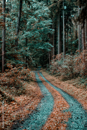 path in the woods