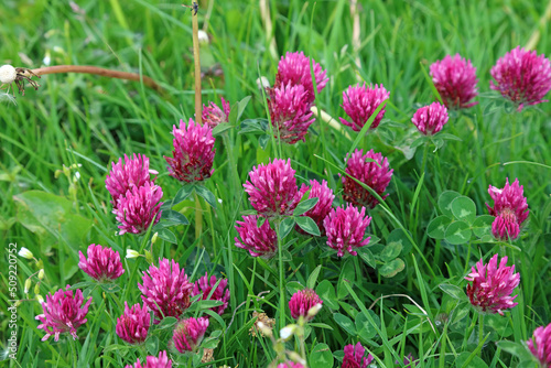 Close up of a patch of Red Clover, Derbyshire UK 