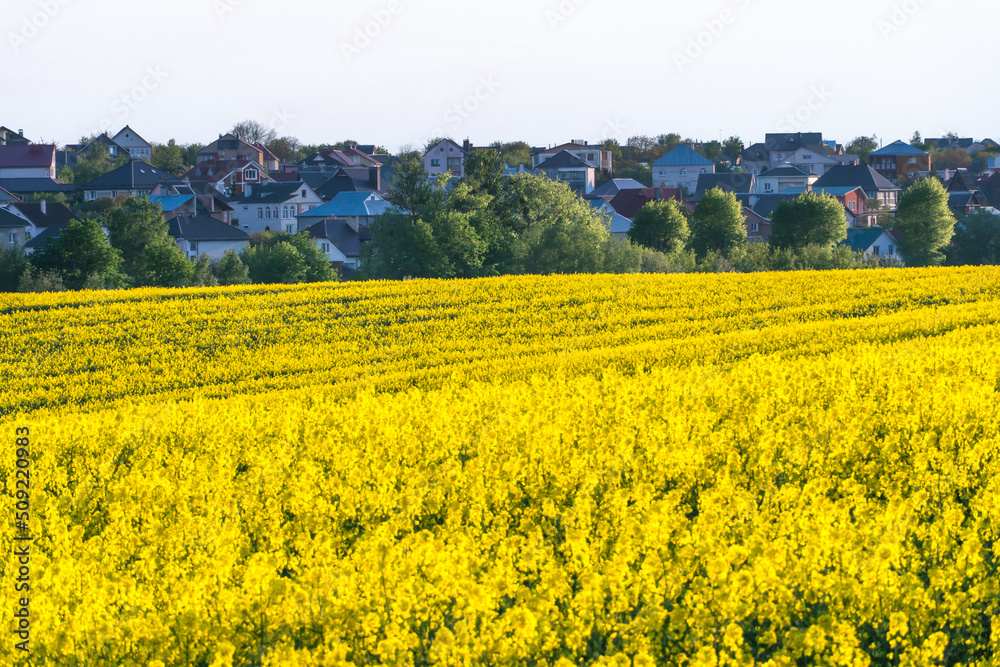 A blooming rapeseed field and a city on the background. An agricultural field near the city in a non-ecologically clean place. The harvest season on the plantations.