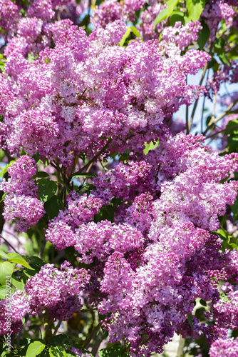 Lilac flowers in spring on a sunny day. Lilac flowering time. Selective focus