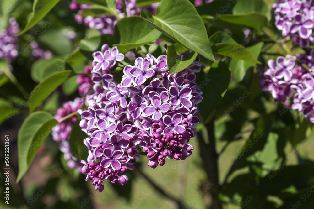 Two colored lilac blooms beautifully on a sunny dayGorgeous lilac flowers. Selective focus Two colored lilac blooms beautifully on a sunny dayGorgeous lilac flowers. Selective focus