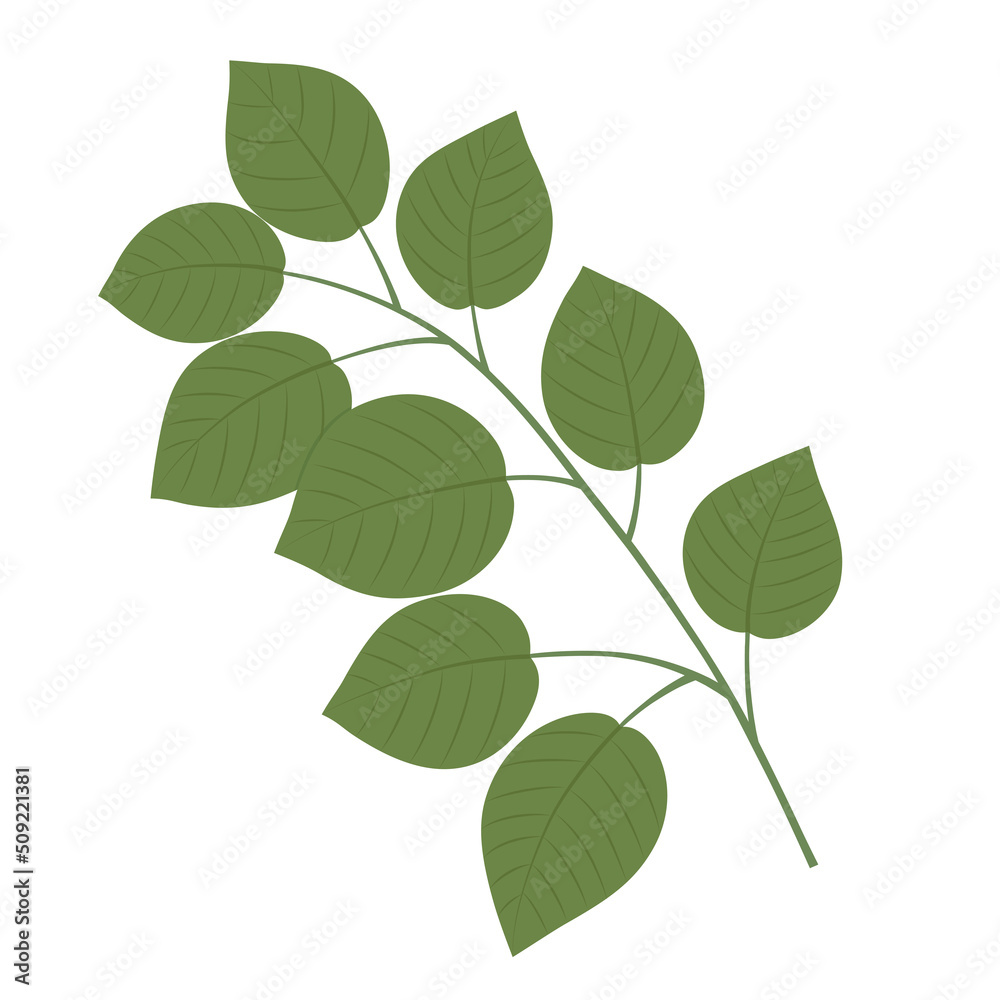 Fototapeta premium vector graphic illustration with a green plant branch