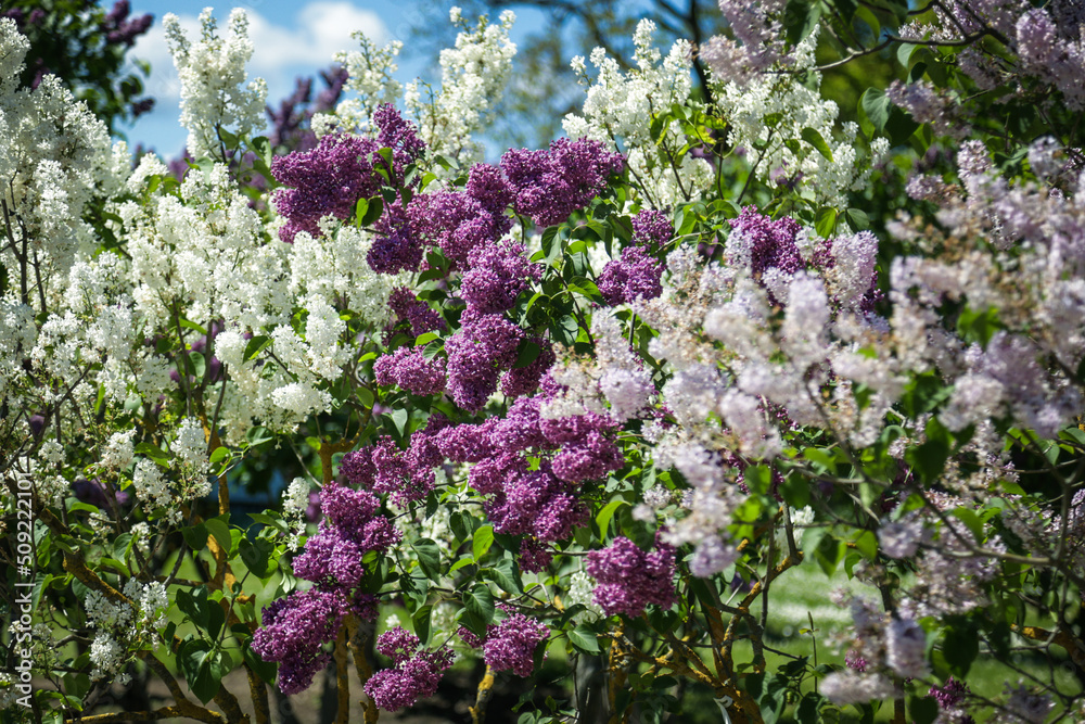 Lilac flower concept. Greeting card design Selective focus