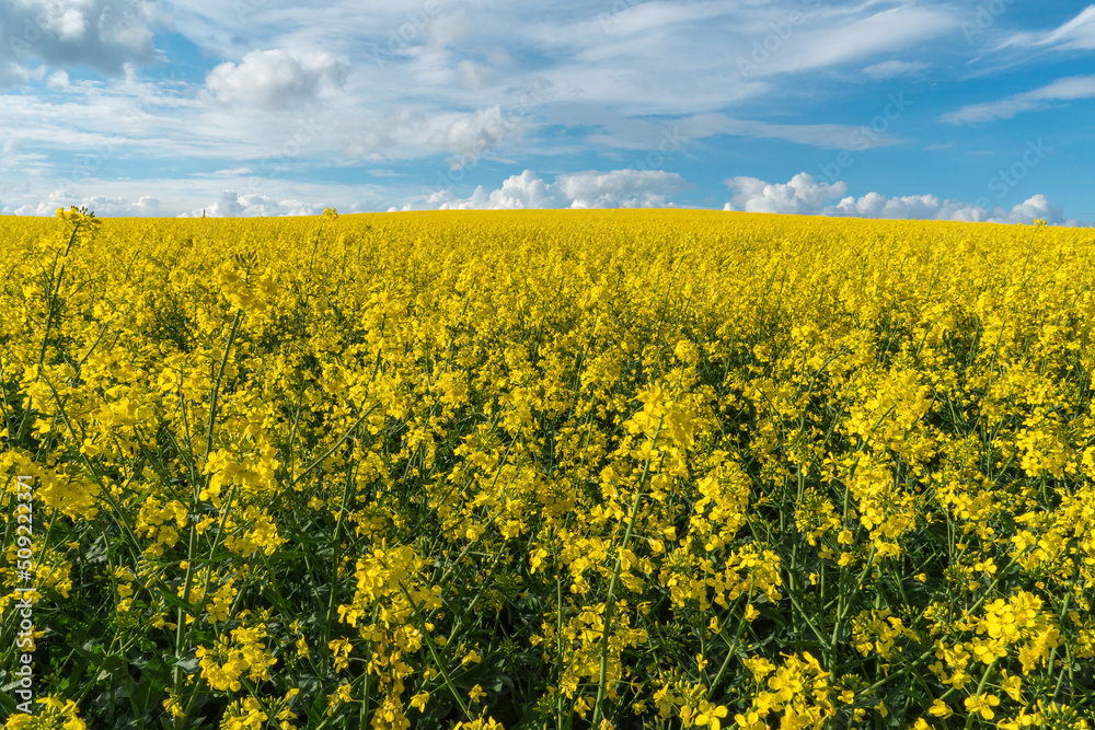 A beautiful flowering rapeseed field against the background of clouds. Thunderclouds in anticipation of rain hang over a blooming meadow with flowers and agricultural crops. A beautiful flowering rapeseed field against the background of clouds. Thunderclouds in anticipation of rain hang over a blooming meadow with flowers and agricultural crops.