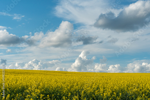 A beautiful flowering rapeseed field against the background of clouds. Thunderclouds in anticipation of rain hang over a blooming meadow with flowers and agricultural crops.