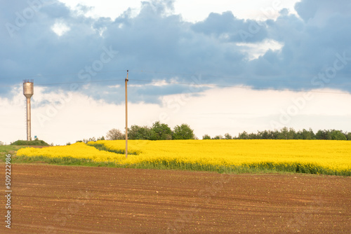 Power line in rape field. A line of electric poles with cables of electricity in a rape field. The concept of clean and renewable energy. Agriculture in an ecologically clean place