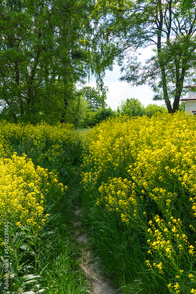 A beautiful overgrown meadow with flowering rapeseed and other bright flowers. A cozy path passes through a birch grove. A place to relax in nature.